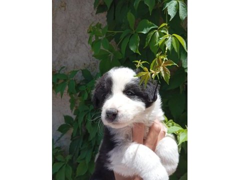 Teslime hazır border collie yavrular