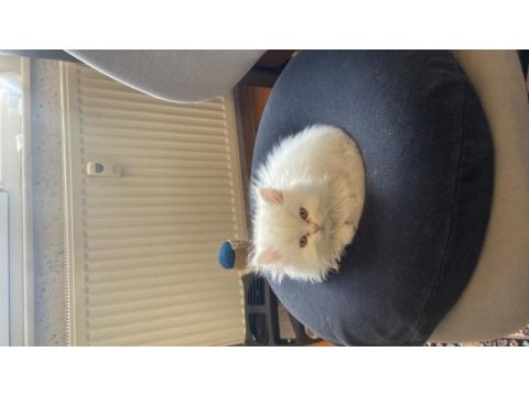 3.5 aylık erkek chinchilla yavrumuz sahiplendirilecektir