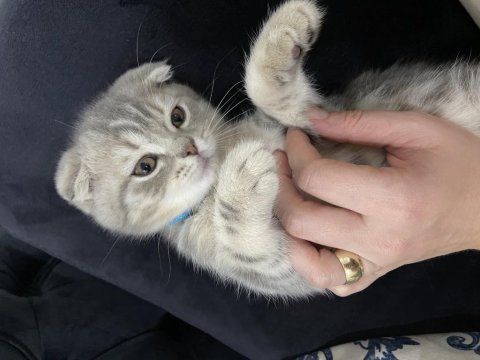 Scottish fold 6 aylık
