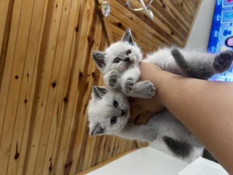 British shorthair blue point