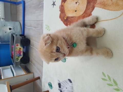 2 aylık erkek scottish fold