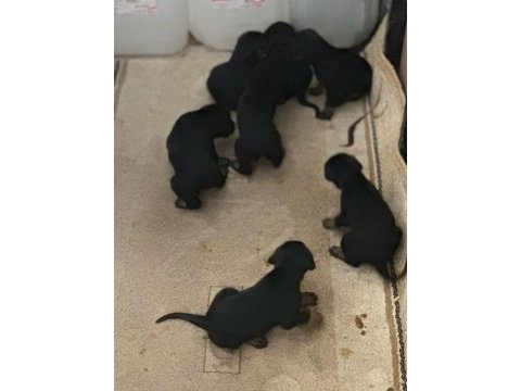 King doberman yavruları