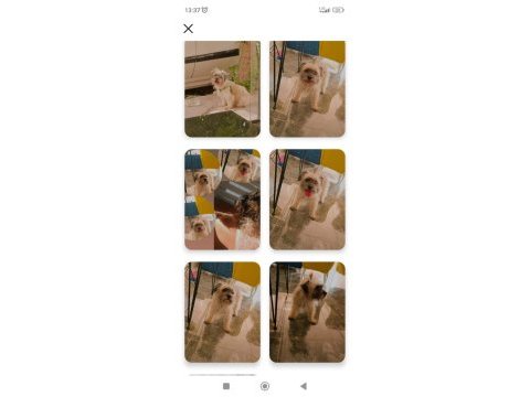Terrier ücretsiz değildir