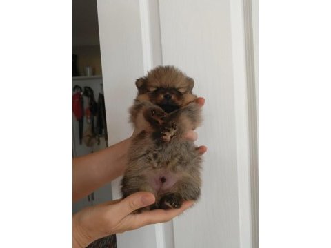 Pomeranian yavrumuz