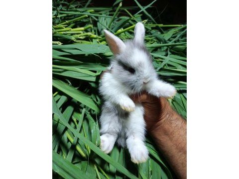 Netherland dwarf tavşan cücelerimiz mevcuttur