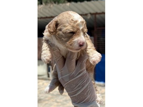 Sevimli maltipoo yavrularımız