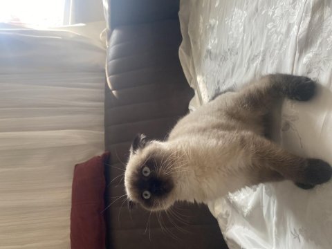 Mavi gözlü minimal scottish fold kedimiz