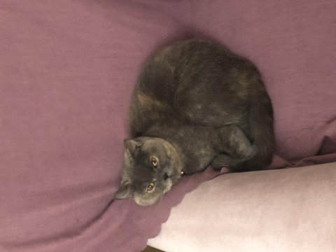 Ücretsiz british shorthair blue cream