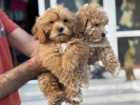 Ruhsatlı çiftlikden ziyarete açık kore maltipoo lar