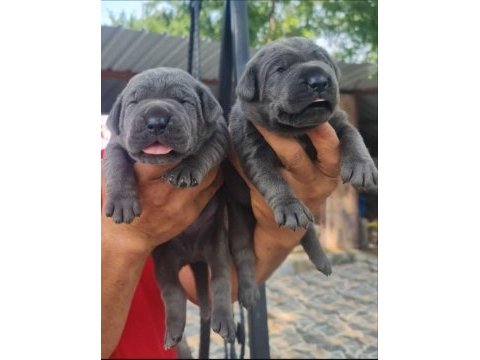 Cane corso köpeği