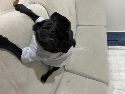 Acil sahiplendirilecek pug