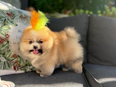 Orjinal pomeranian boo 