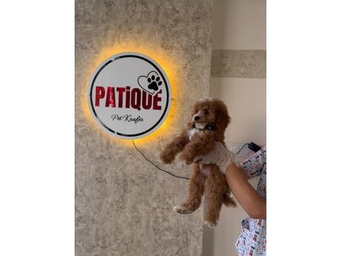 Premium toy poodle yavruları
