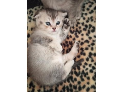 Scottish fold yavru