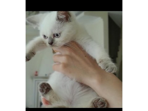 Son yavrum blue point british shorthair