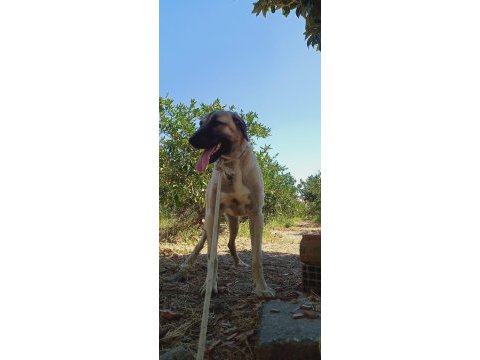 2 yaşında anadolu çoban köpeği