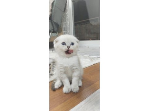 Golden ve blue point bebek kediler