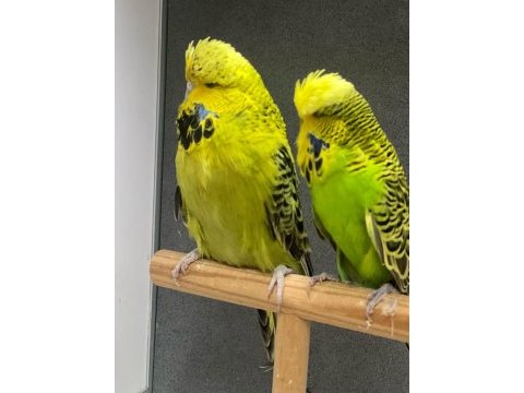 Ele alıştırmalık25 bilezik show jumbo muhabbet kuşu yavrular