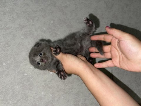 Scottish fold ve british yavrular