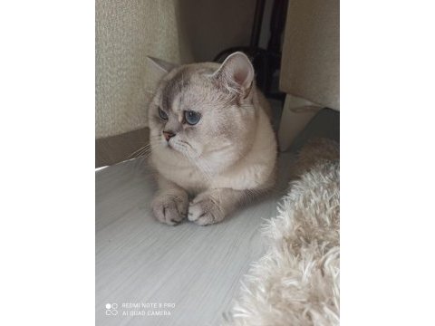 Erkek 2 yaşında cba sertifikalı british shorthair