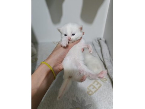 4 adet bebiş dişi ve erkek karışık kediler