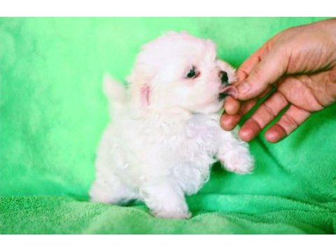 Kore maltese a class