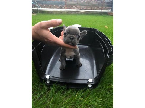 23 kasım doğumlu blue french bulldog yavrumuz