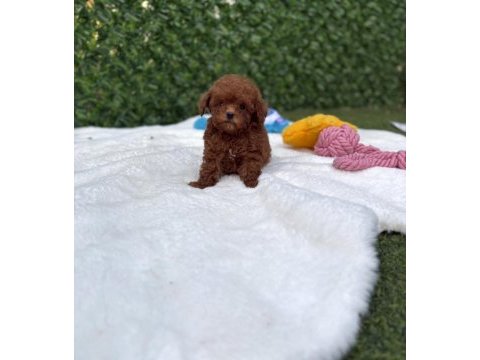 Aşılı pasaportlu mikroçipli toy poodle yavrularımız 