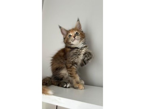 Minik dev maine coon prenses isabella