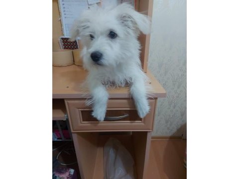 5 aylık 0 numara dişi terrier