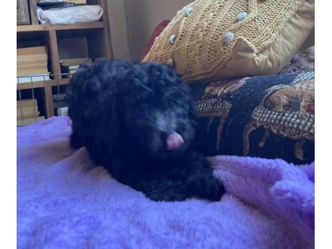 Sevgiyle büyüyen poodle yavruları – ev doğumlu