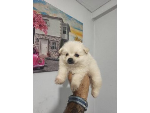 Pomeranian boo yavruları