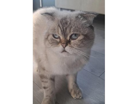 Kızım nazlı scottish fold