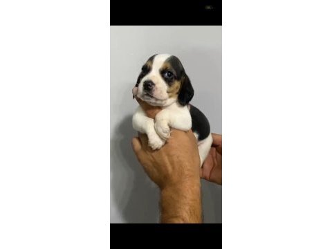 Beagle yavrular