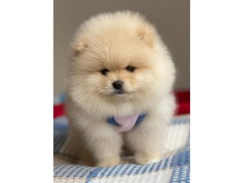 A kalite pomeranian boo cinsi köpeğimiz
