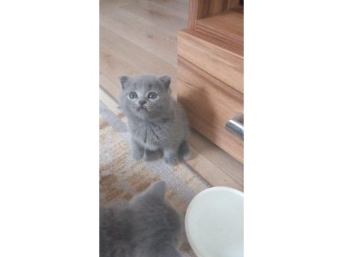 Scottish fold ve british yavrular