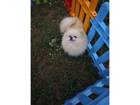 Pomeranian boo dişi üst düzey erkek