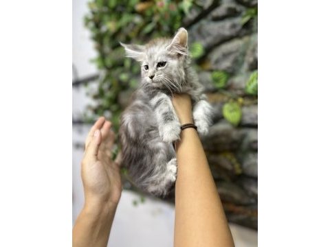 Şecereli üretim izinli maine coon yavrular