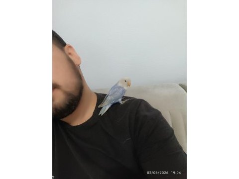 Sevda papağanı yeni yeme düşmüş