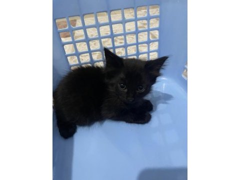Ragdoll kırması yavru kediler