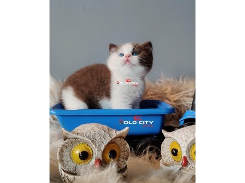 Kralın dönüşü safkan british teddy