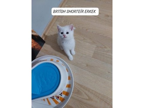 Kehribar göz british paşam hazır bembeyaz