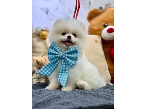 Gülen yüz teddy bear orjinal pomeranian yavrumuz
