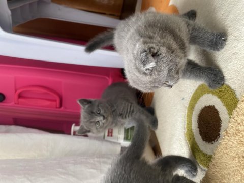 British shorthair yavrularımız yeni sahiplerini arıyor