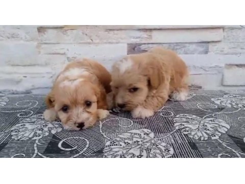Tüm renk maltipoo köpekler mevcut