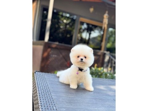 Sağlık ve ırk garantili pomeranian