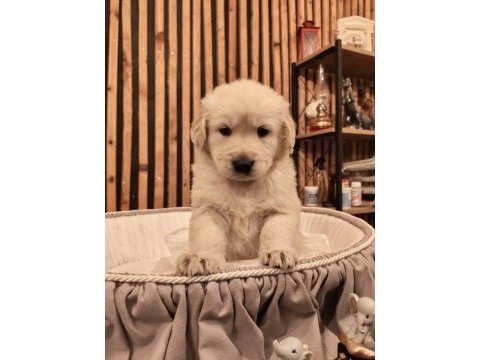 Baby face safkan golden retriever yavruları