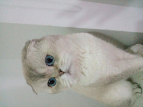 Muhteşem scottish fold güzellik