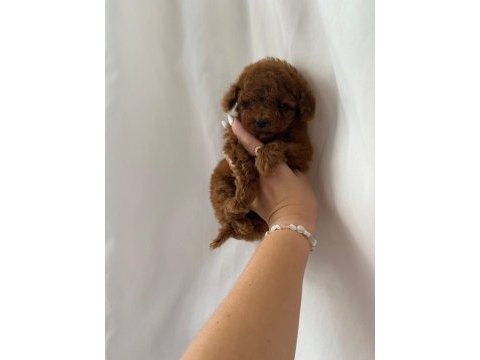 Teacup red brown dişi toy poodle