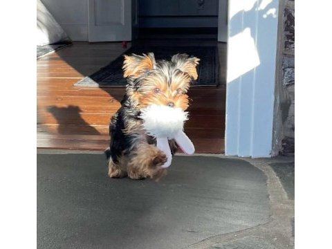 Dişi erkek yorkshire terrier
